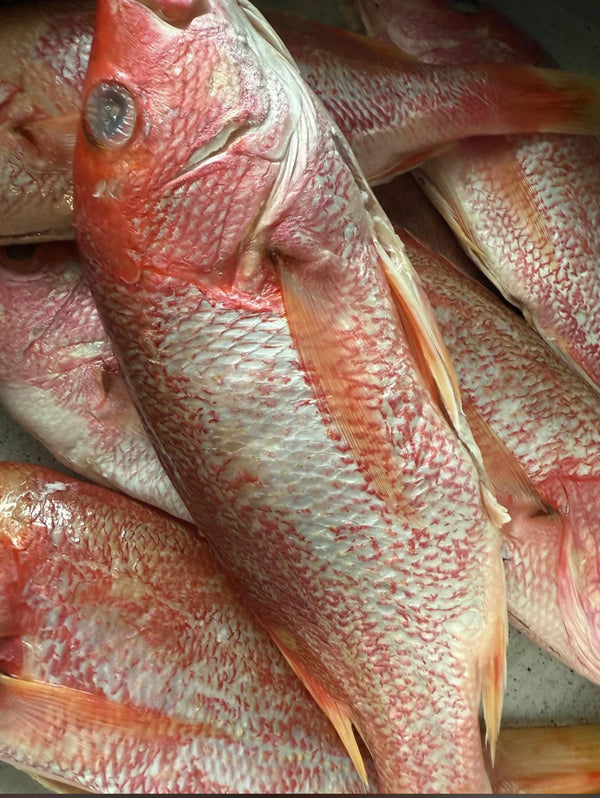FRESH RED SNAPPER FISH