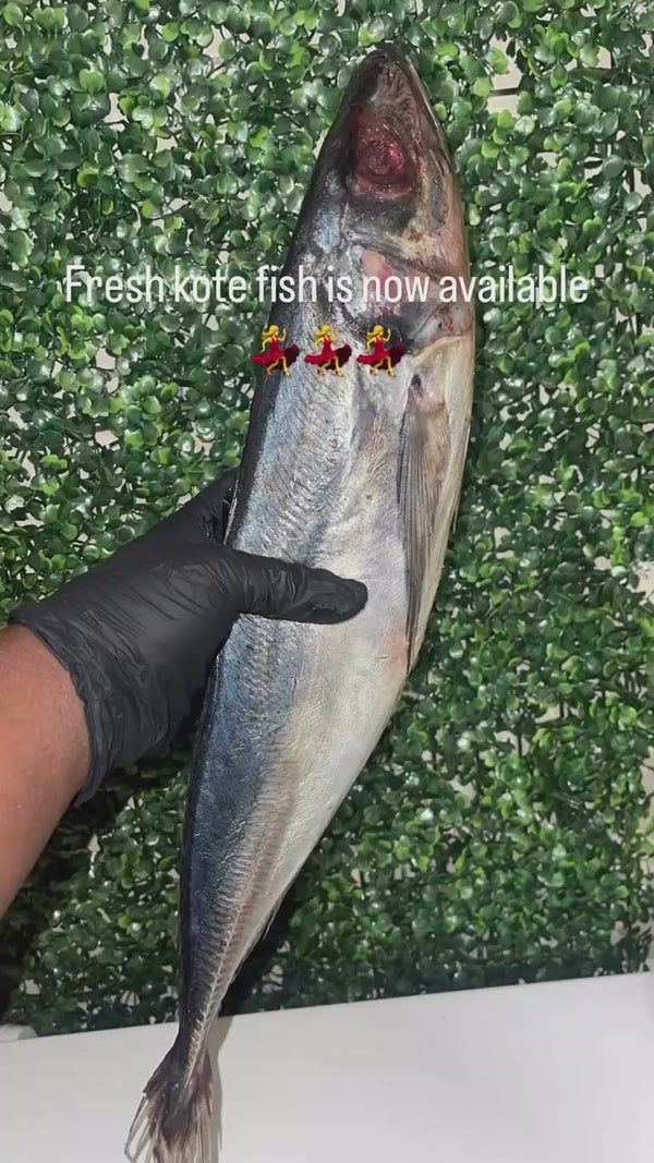 FRESH KOTE FISH
